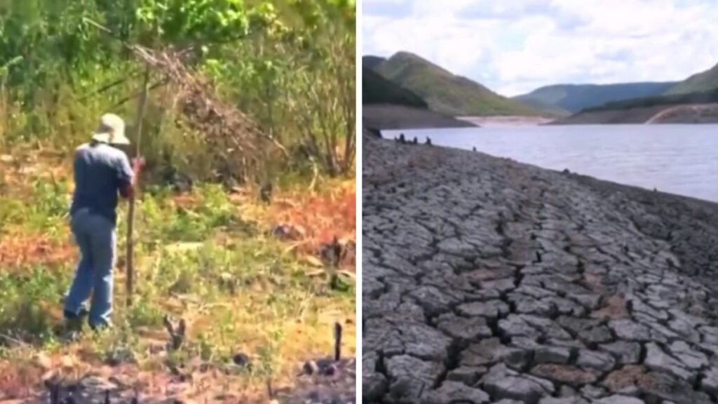 Campo hondureño devastado por sequía con cultivos secos bajo el sol