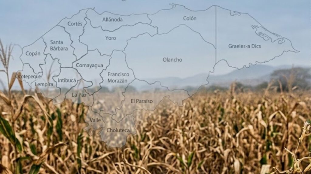 Productores agrícolas hondureños revisando cultivos dañados por la intensa sequía en el campo.